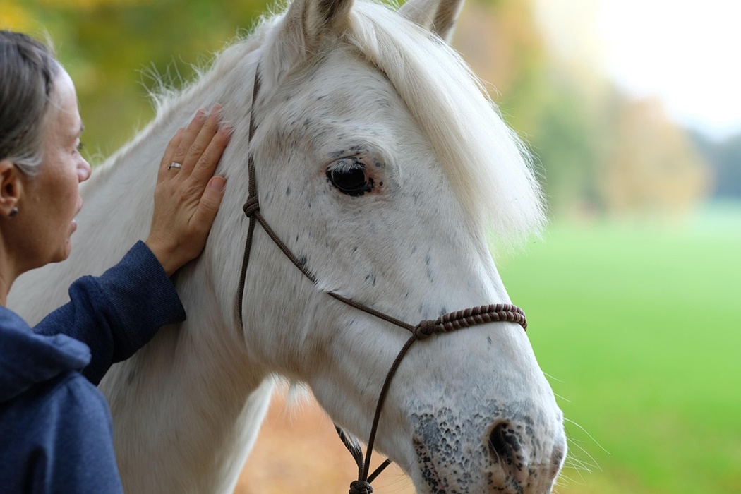 horse 7698761 1280